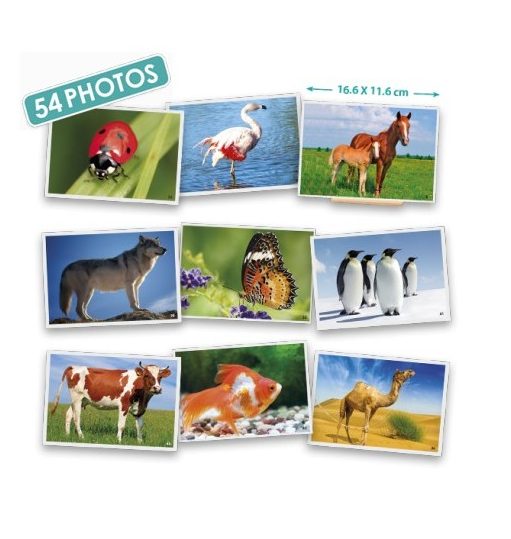 Imagiers : Un outil pour apprendre en s'amusant - Imagier des animaux